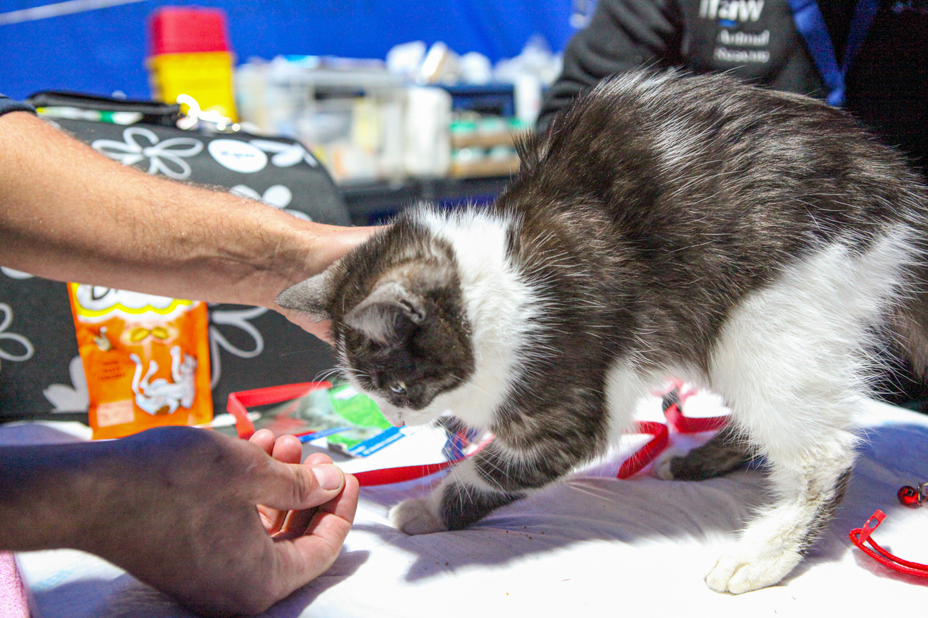 Een kat inspecteert iemands hand.