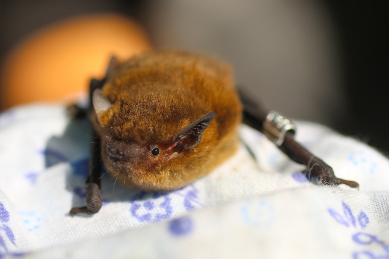 IFAW is supporting the Ukrainian Independent Ecology Institute (Ukrainian Bat Rehabilitation Center), which has been surveying and protecting bats in Ukraine for nearly 20 years, during the 2022 Ukraine crisis.