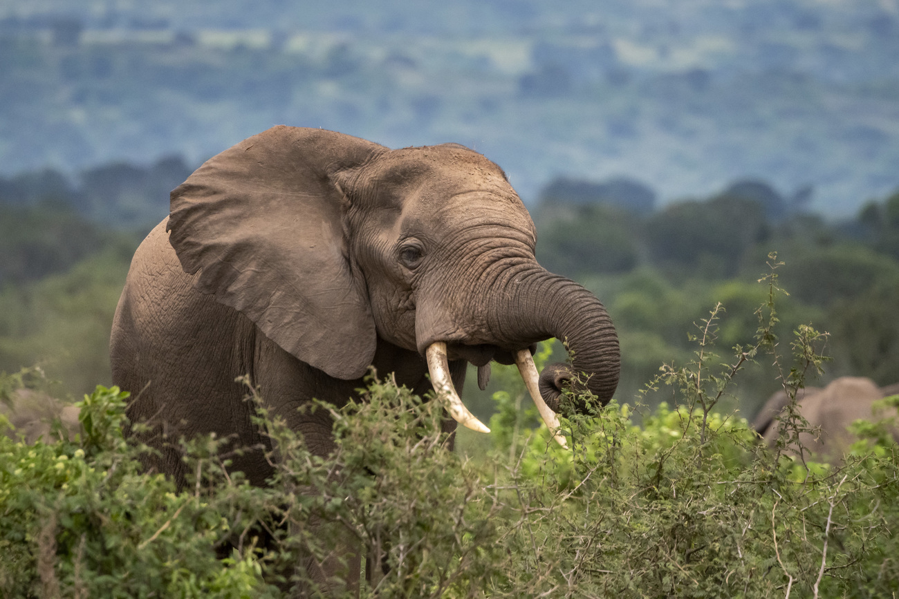 Un éléphant d’Afrique 