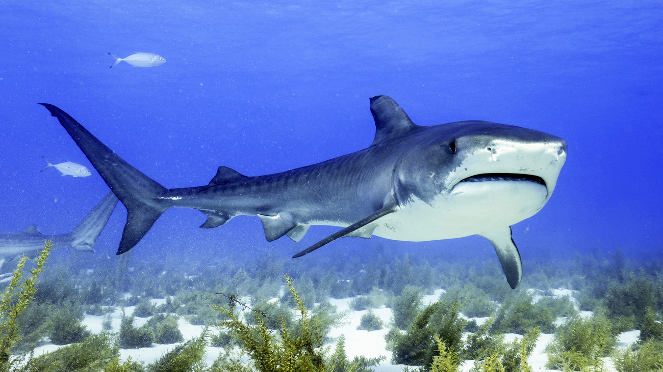 Tiger shark swimming near the ocean floor.