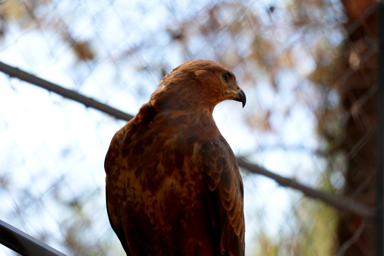 a recovered bird