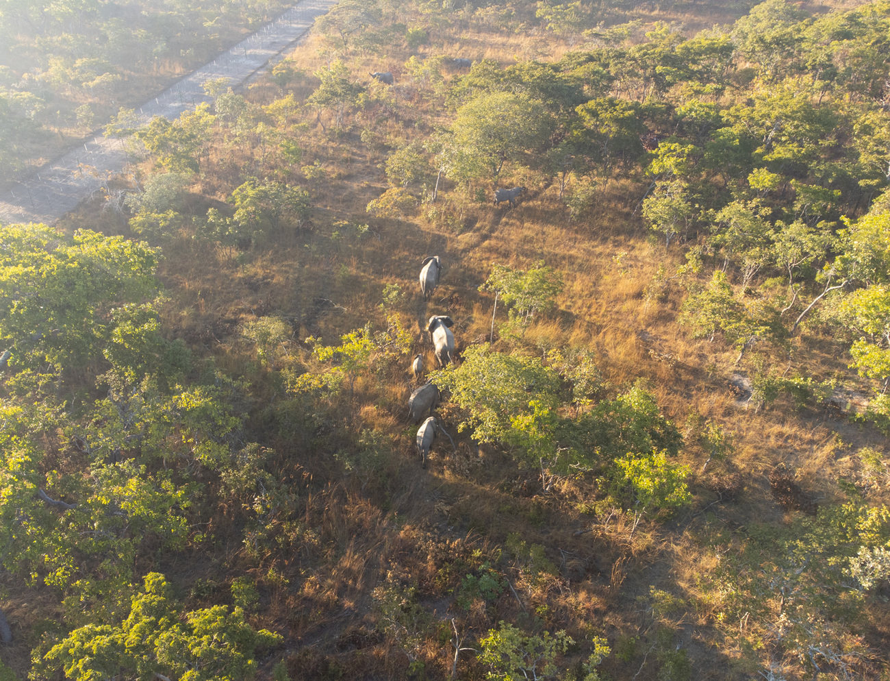 elephants in Kasungu National Park, Malawi