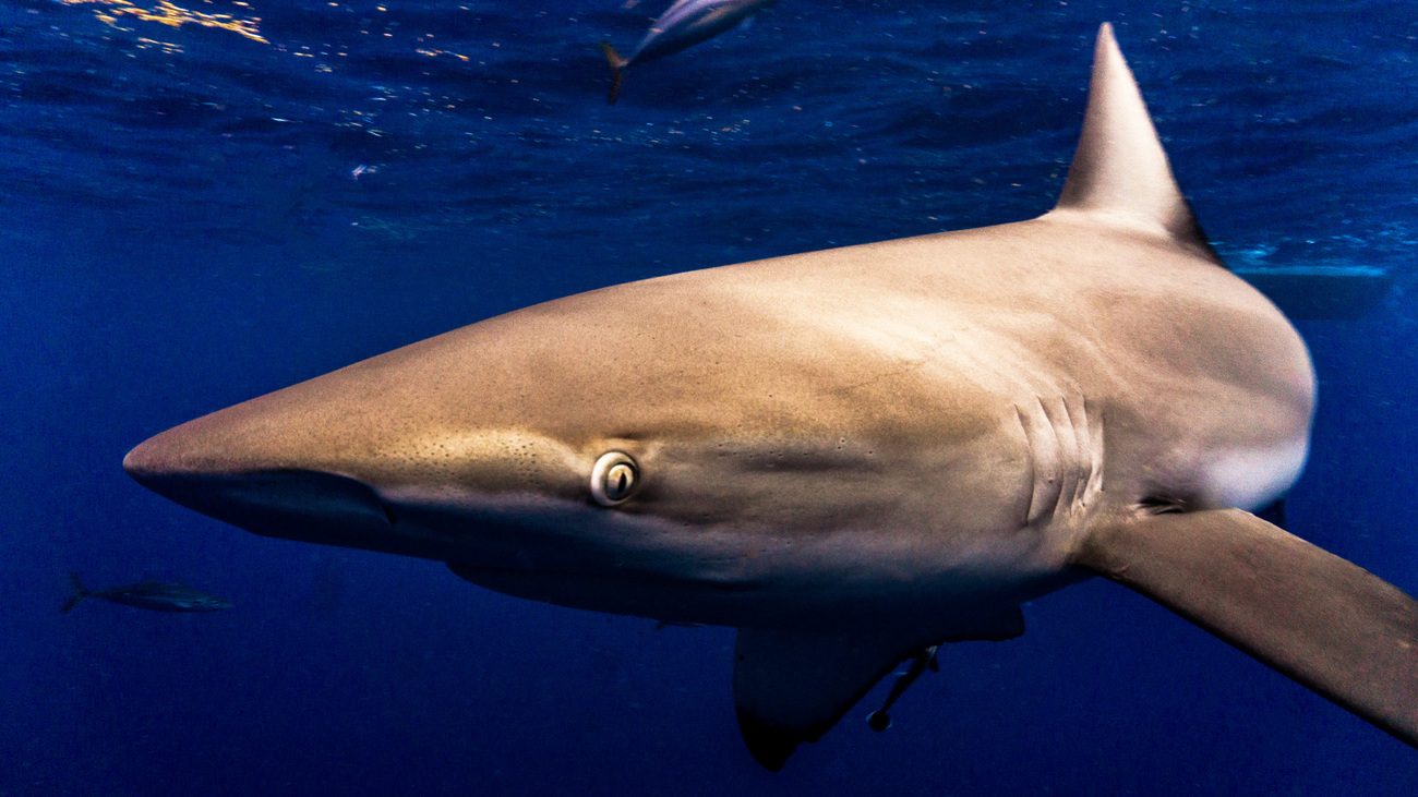 Close-up of a dusky shark underwater.