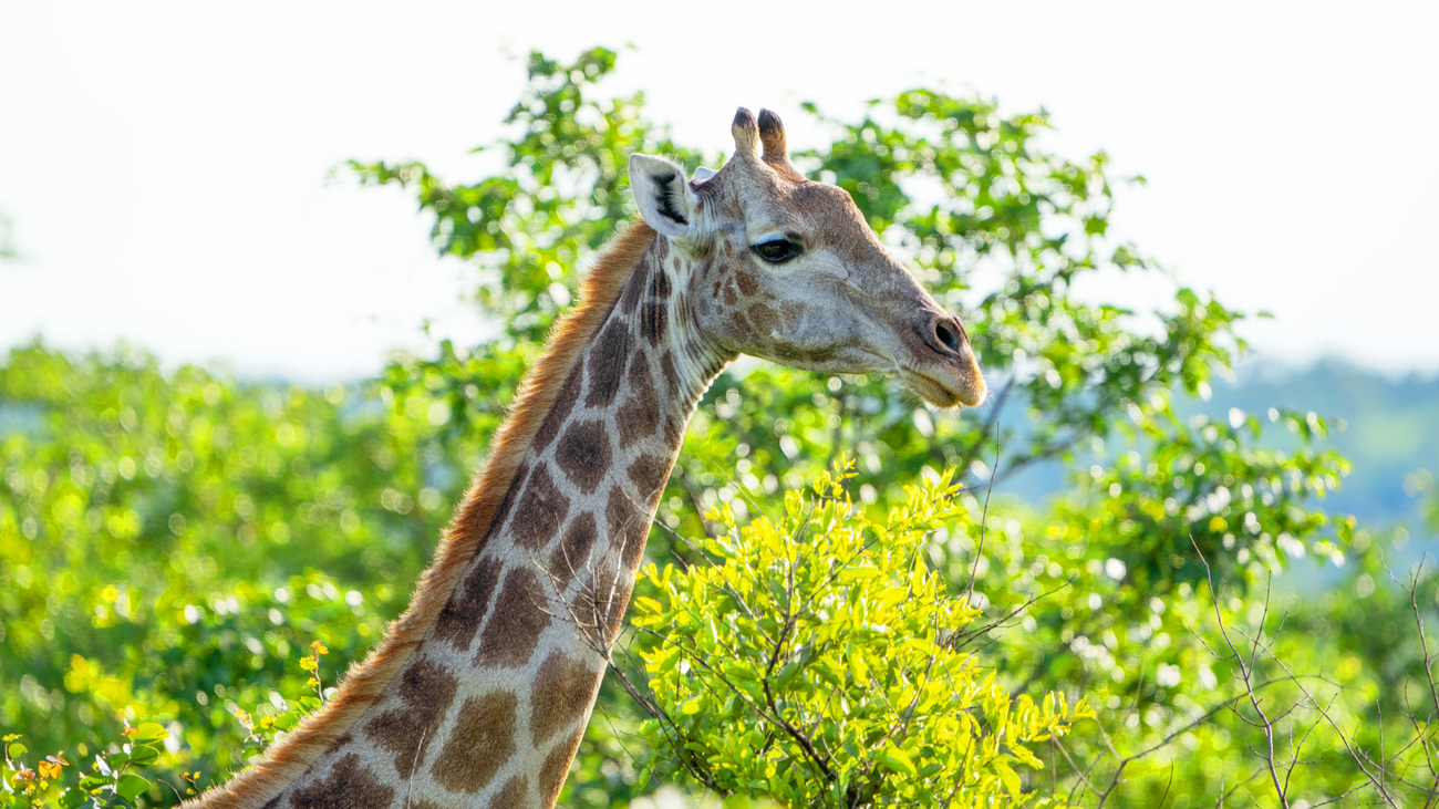 Giraffe among the trees in Matetsi Unit 5, part of the larger Hwange-Matetsi-Zambezi landscape.