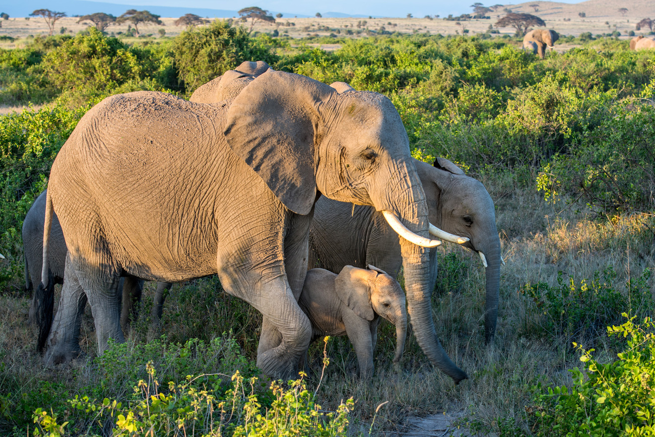 Elephant calves playing