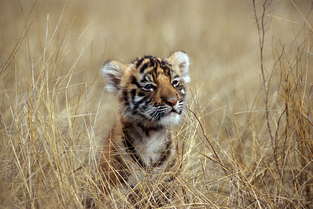 A six-week old tiger cub.