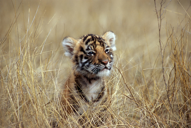 ethiek Makkelijk te gebeuren Onaangenaam tijger weetjes: alles over de grootste katachtige ter wereld