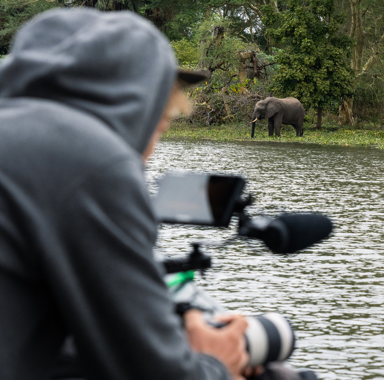 Filmmaker filming an elephant