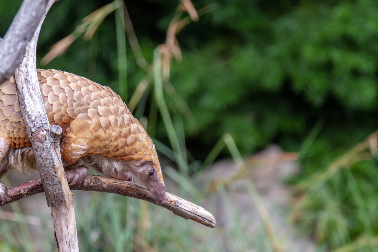 Pangolin climbing on a branch