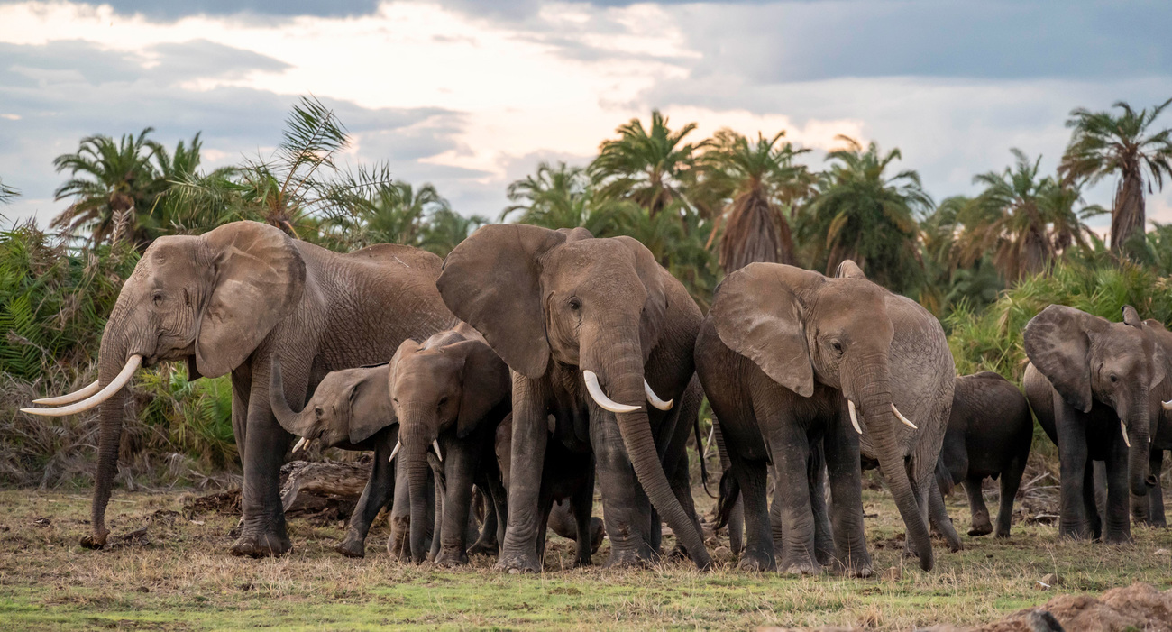 Group of African elephants in Amboseli, Kenya.