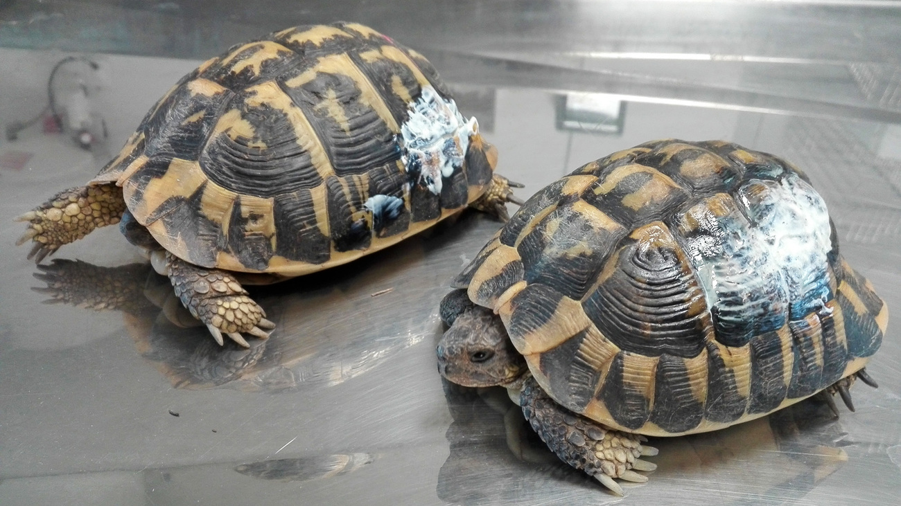 Two rescued Hermann's tortoises