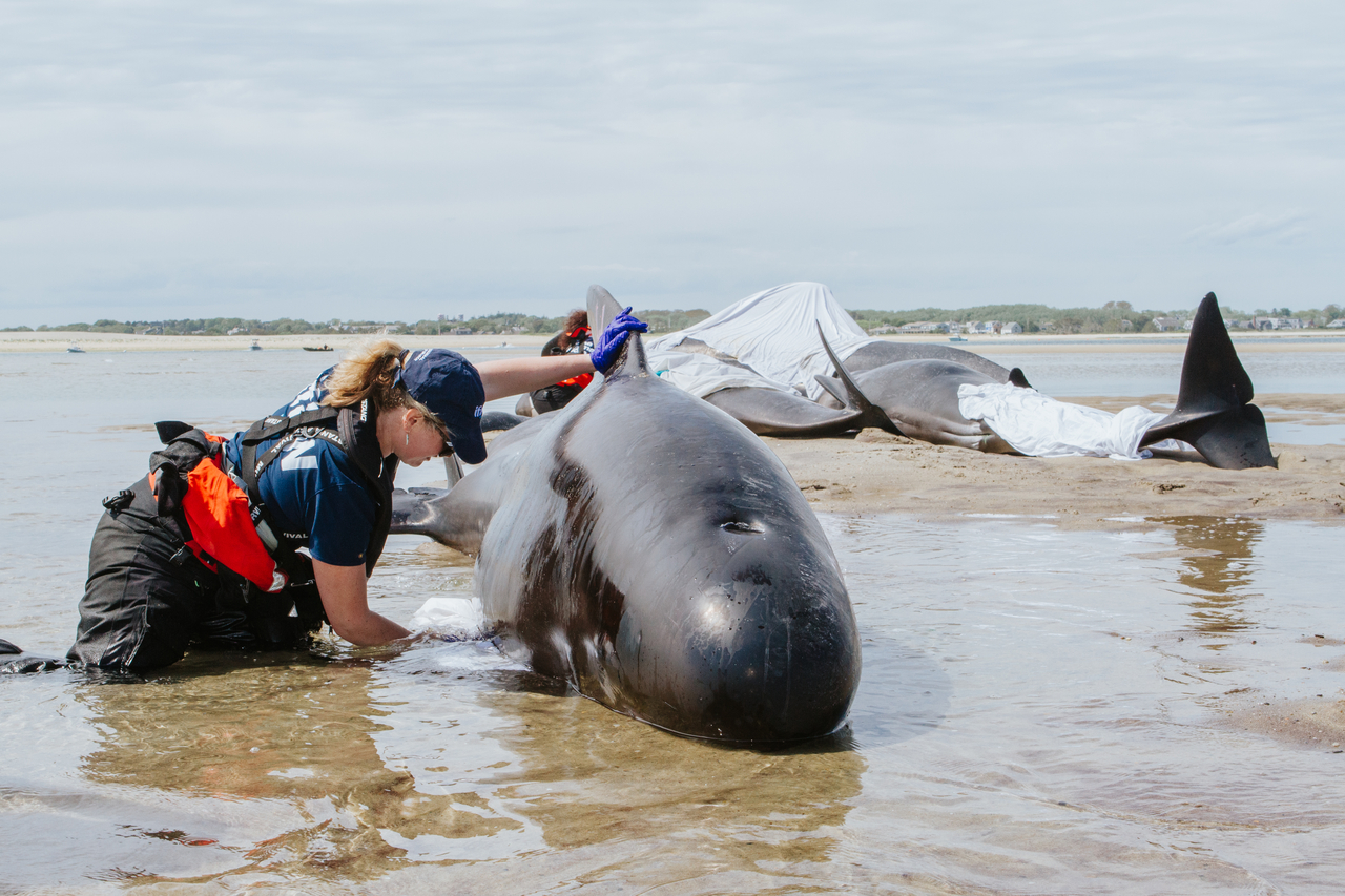 An IFAW responder examines one of five pilot whales stranded near the southern end of Chatham Harbor, Massachusetts.