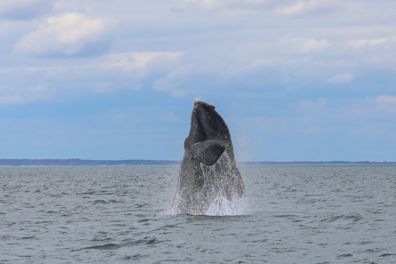 A North Atlantic right whale breaches.