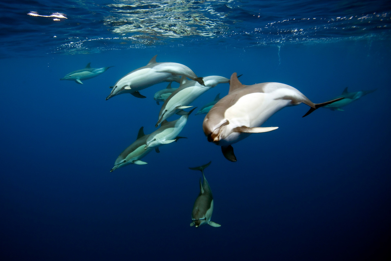 Common dolphins swim underwater near the Azores.