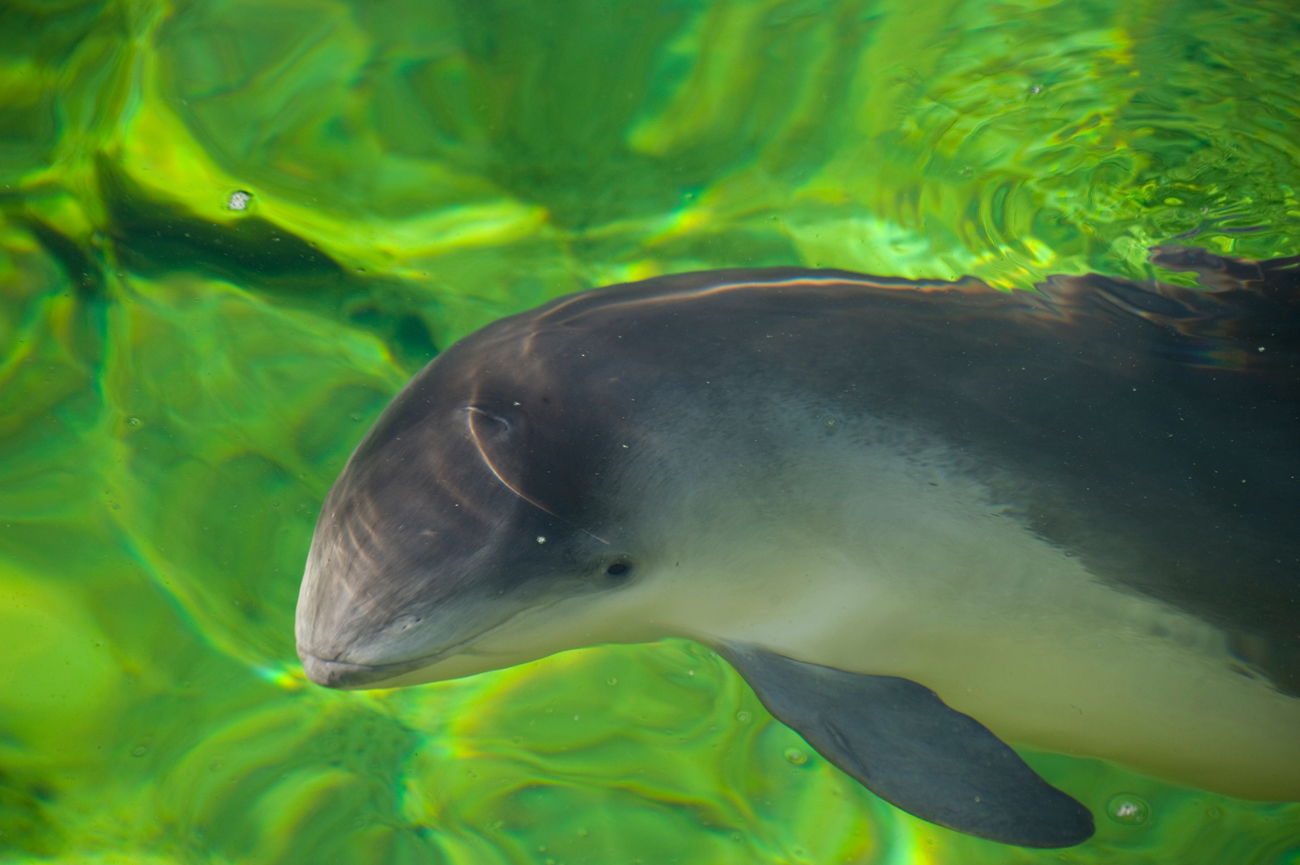 A common porpoise in green water.