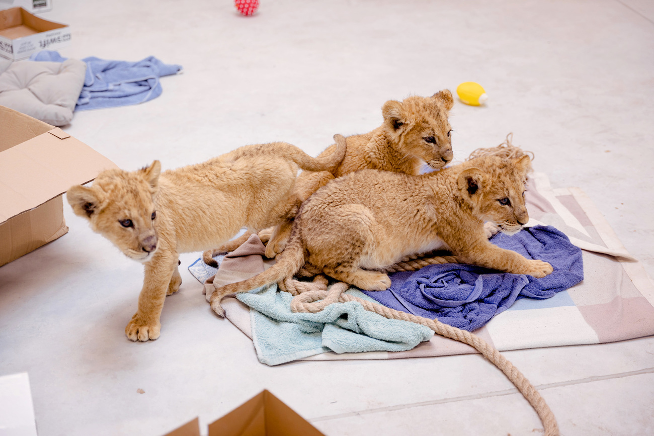 Lion cub rescued from war in Ukraine at the Poznań Zoo.