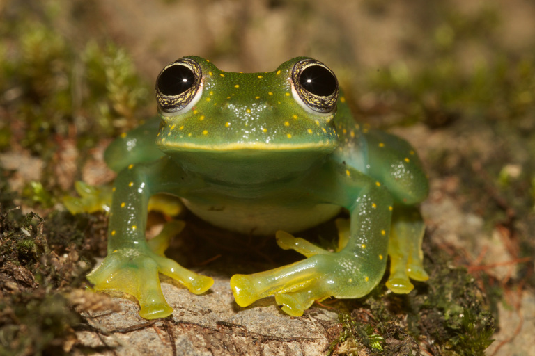 Glass Frogs Rainforest A New Tiny Green Frog With A Blue Armpit And Glass Frogs Rainforest A New Tiny Green Frog With A Blue Armpit And