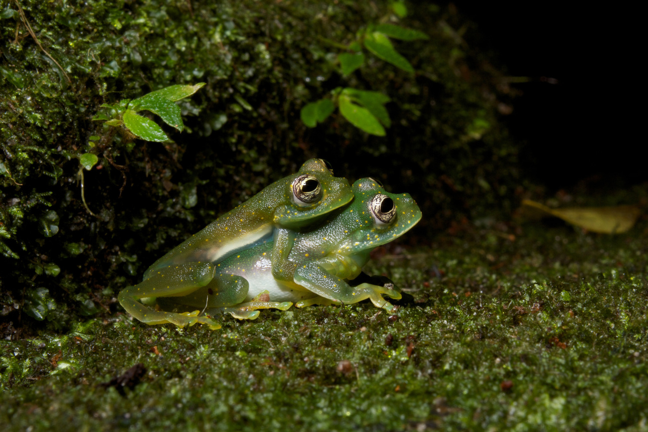 White spotted Cochran glass frogs (Sachatamia albomaculata) mating.