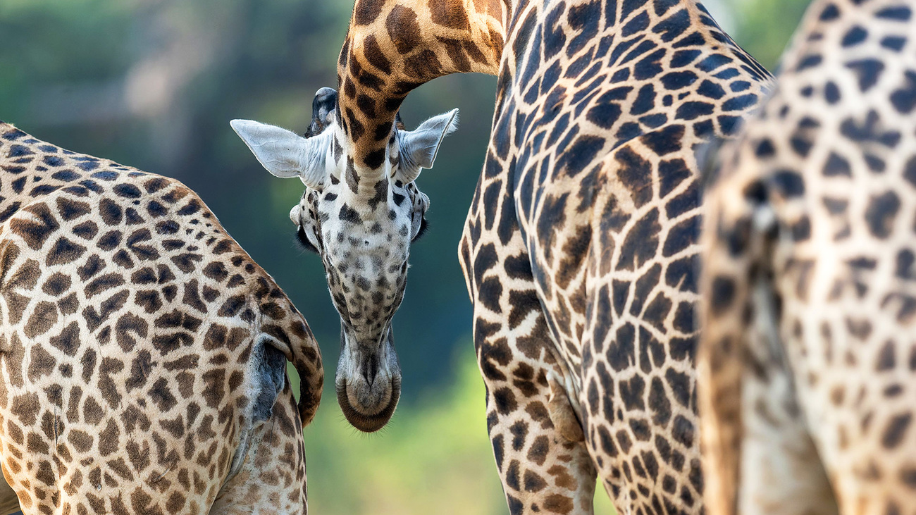 Thornicroft’s giraffe, photographed in Zambia’s South Luangwa National Park. Thornicroft’s giraffe is a subspecies of Masai giraffe.