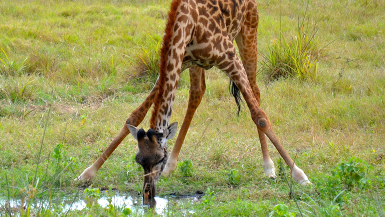 Weetjes Over Giraffen | Ifaw