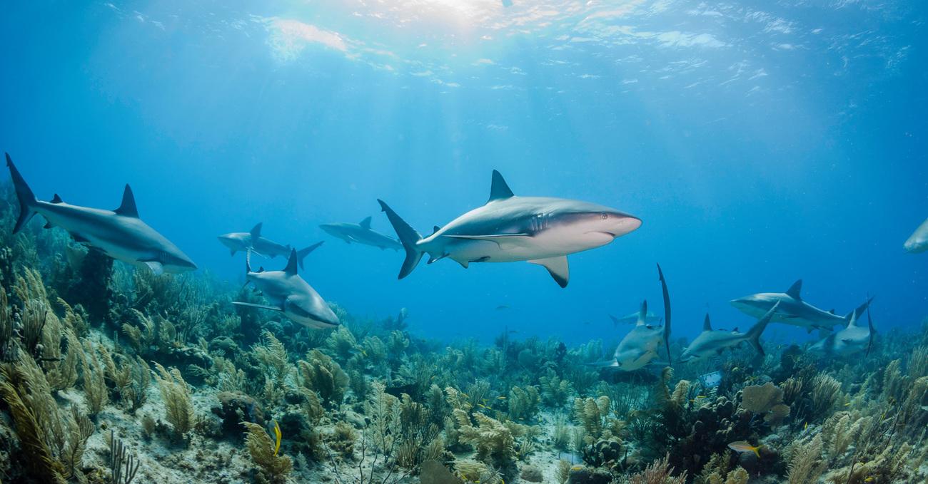 School of Caribbean reef sharks swim over the coral reef, Gardens of the Queens, Cuba.