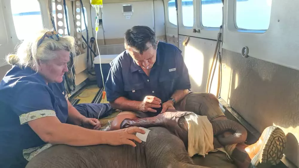 Beatrix being airlifted to WIL-ZEN's nursery in Harare with veterinarian Dr. Mark Lombard and ZEN Nursery Manager Catherine Jennings.