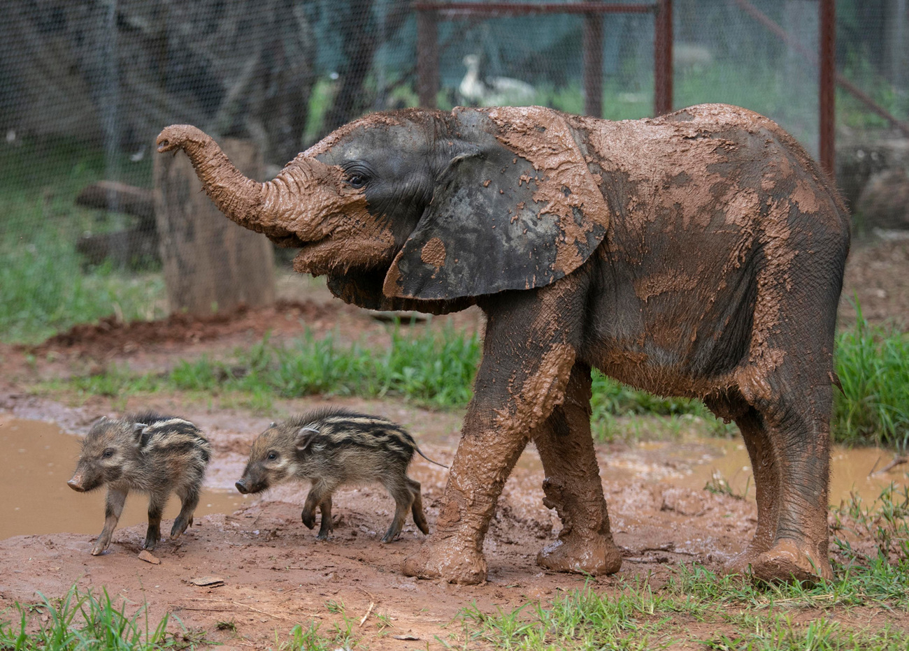 Beatrix with her friends Frankie and Freddie the bushpig piglets