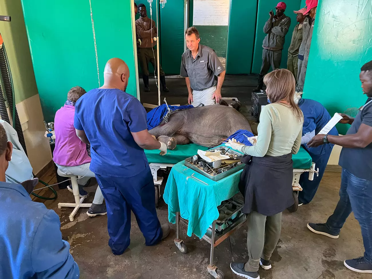 All hands on deck for Beatrix’s leg operation.