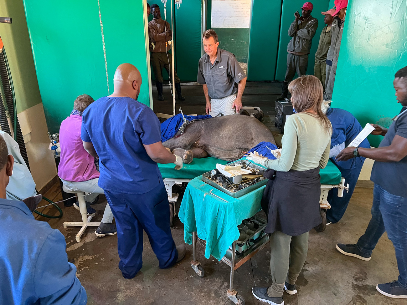 All hands on deck for Beatrix’s leg operation.