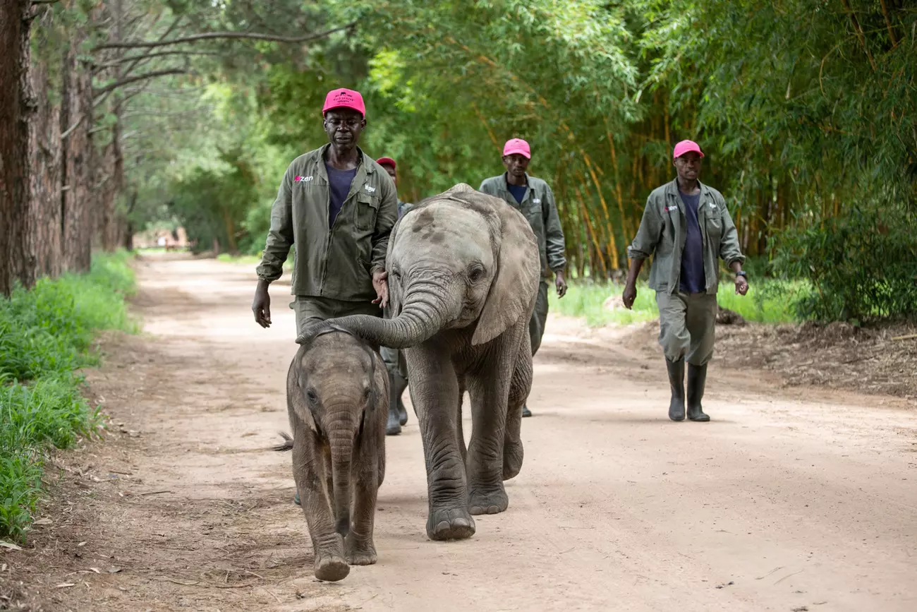 Kadiki guides new elephant Beatrix along the road for the first time, helped by Wild is Life carer January Gweshe, who nursed Kadiki when she was at death's doors two years ago.