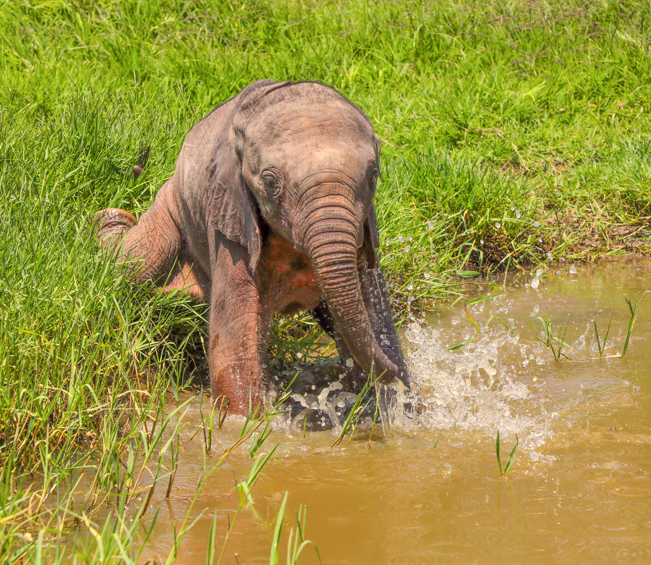 Beatrix splashing in the water.