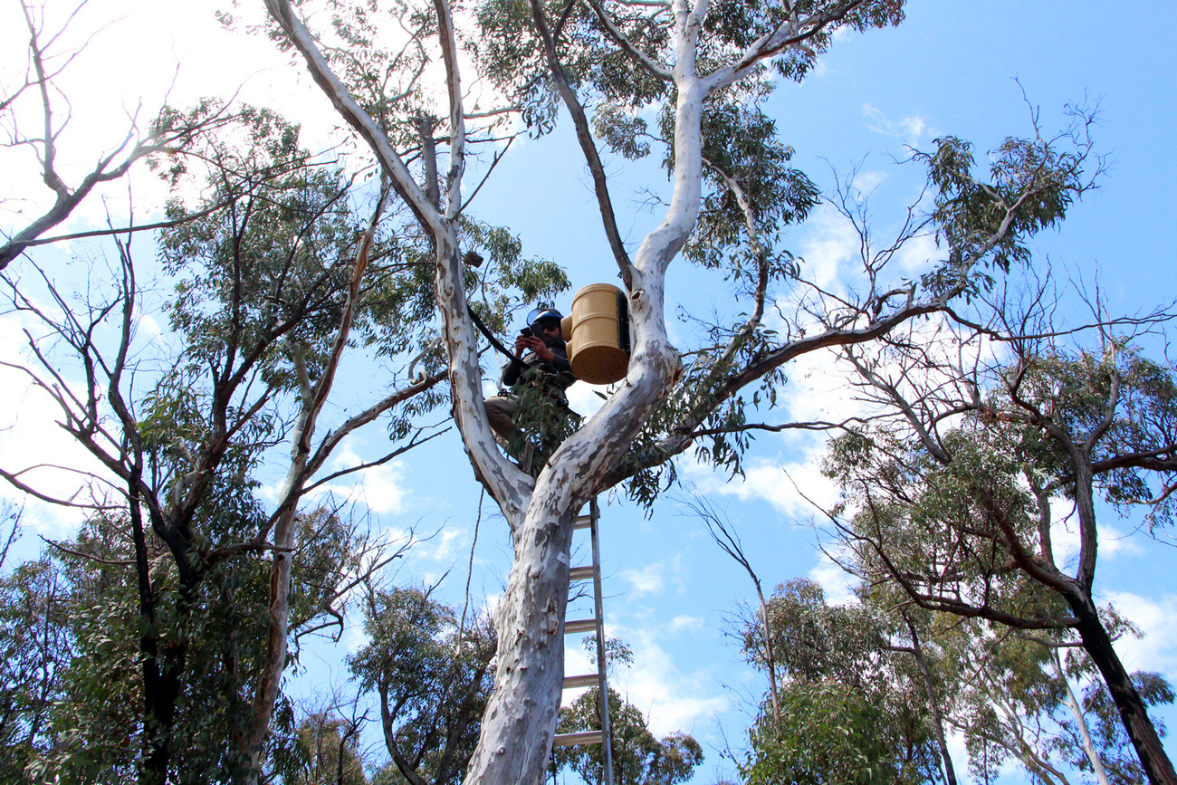 Habitat Innovation and Management Director Mick Callan installing a camera above a nest box.