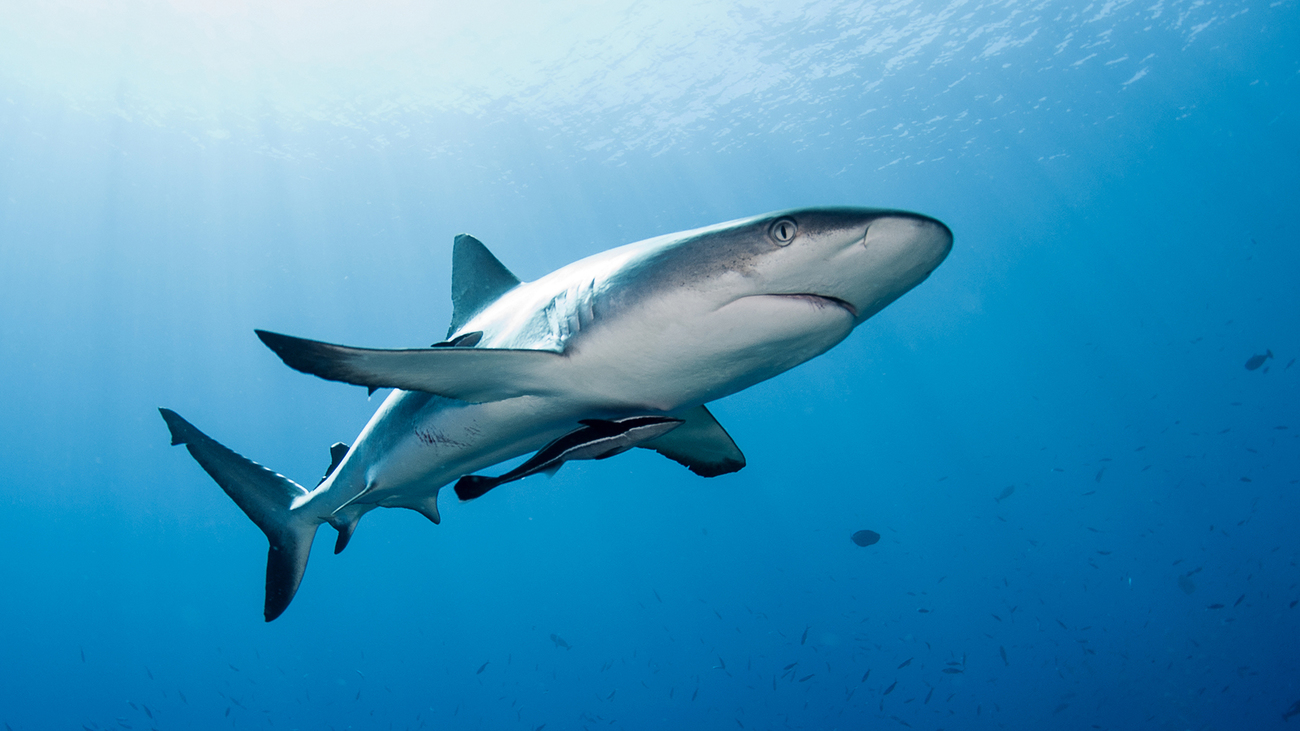 Ein Grauer Riffhai aus der Familie der Requiemhaie am Father's Reef, Papua-Neuguinea. 