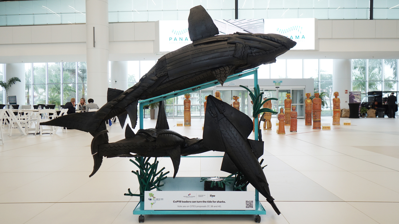 Romel Bravo created the CITES CoP19 sculpture of a grey reef shark, a hammerhead shark and a guitarfish. 