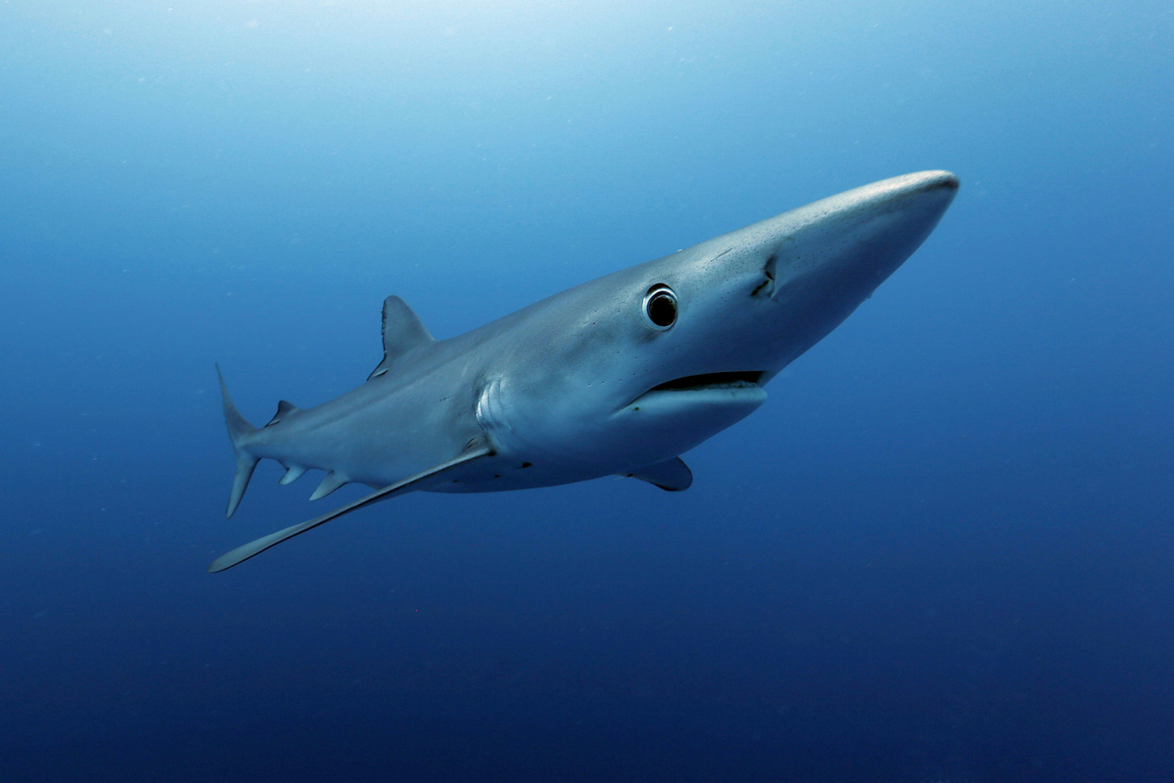 A requiem shark swims underwater in the ocean near South Africa.