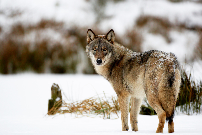 Montana Defiantly Puts Yellowstone Wolves In Its Crosshairs
