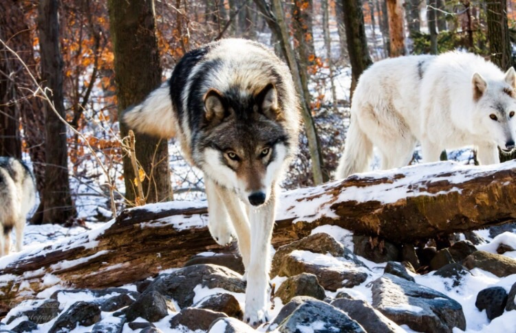 A pack of wolves at Lakota Wolf Preserve.