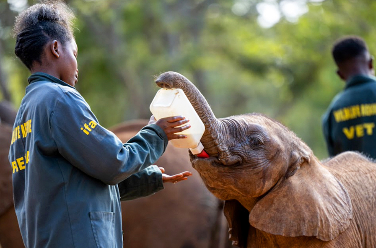 A handler bottle-feeds Wamwayi the elephant.