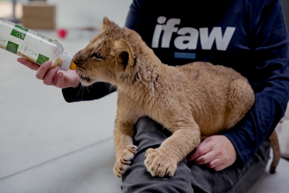 lion-cub-rescue-update-ifaw-rescues-big-cat-cubs-from-ukraine