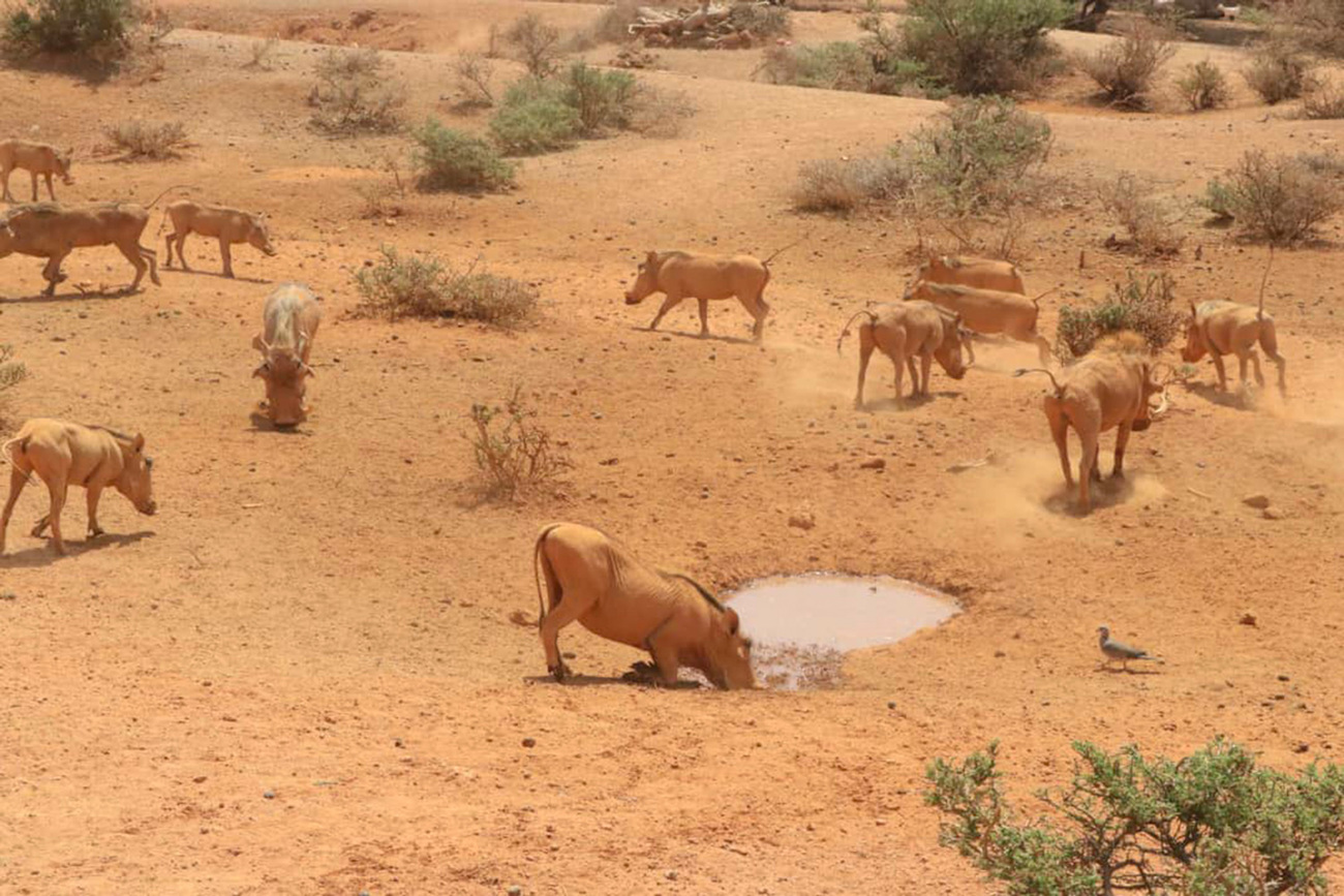 Weideschweine in einem von der Dürre betroffenen Gebiet in Somaliland.