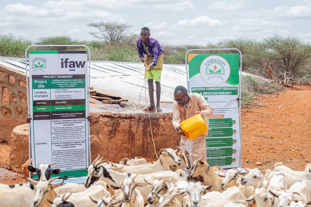 Goats affected by the Somaliland drought receive water from IFAW and Candlelight.