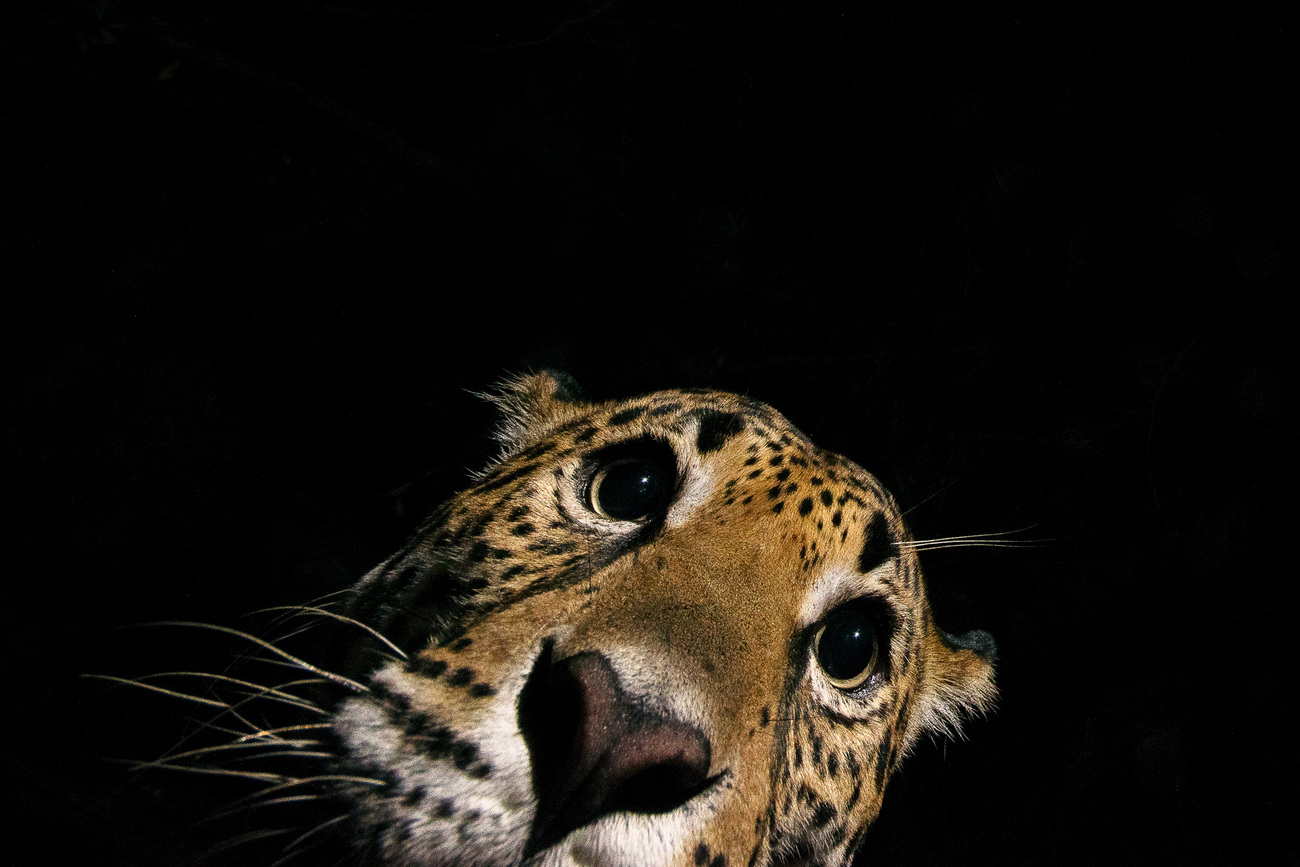 close-up of a jaguar’s face