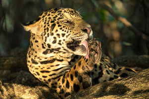 Hunting, deforestation, and fire threaten jaguars in the  Rainforest