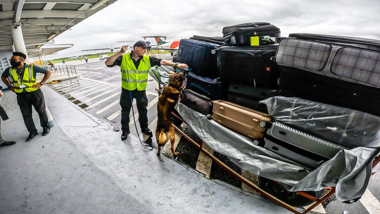 German shepherd sniffing for smuggled wildlife at an airport