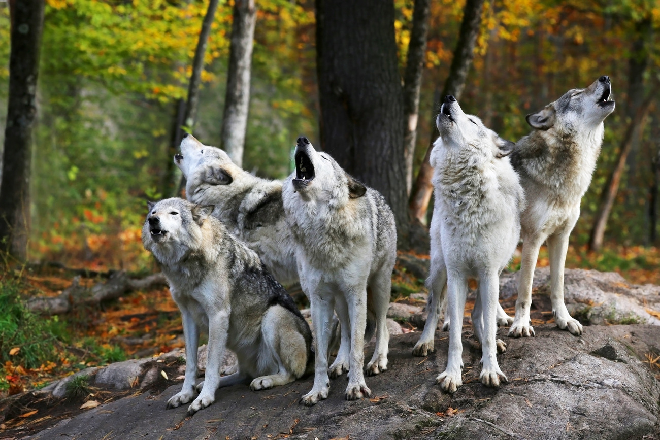 A pack of wolves howling.