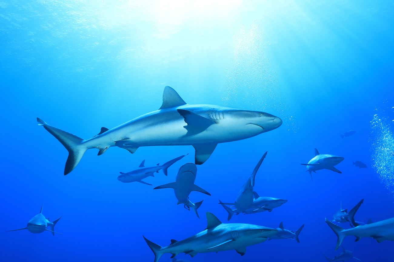 Grey reef sharks