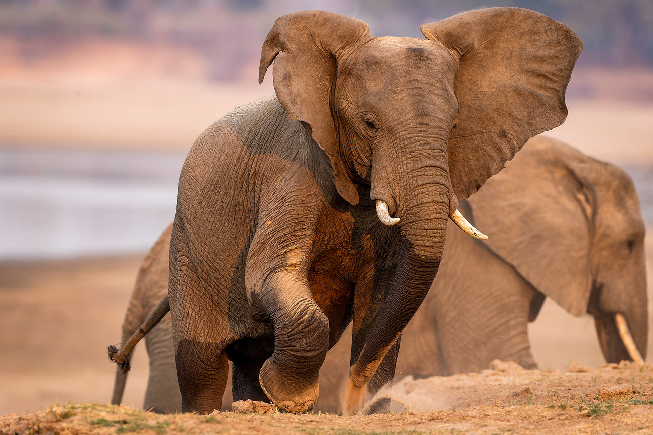 Ein Elefant in der Bewegung.