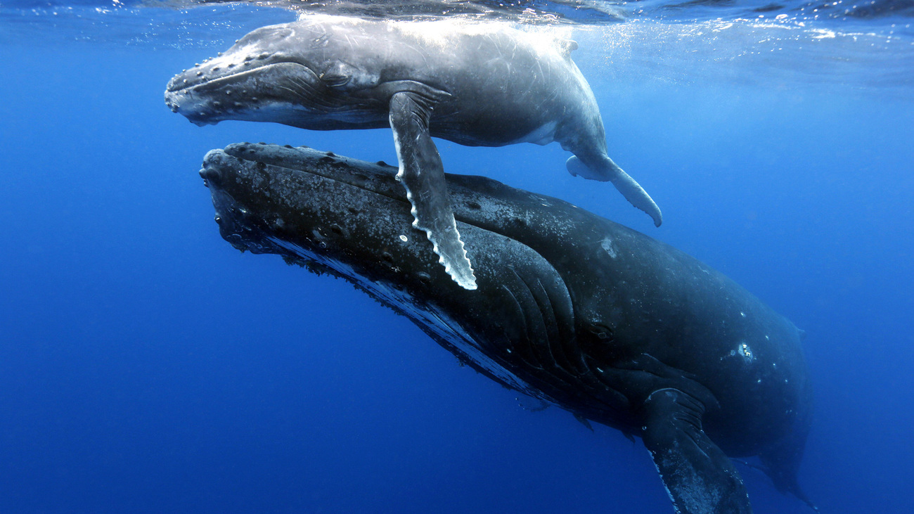 A humpback whale and calf just below the water's surface.