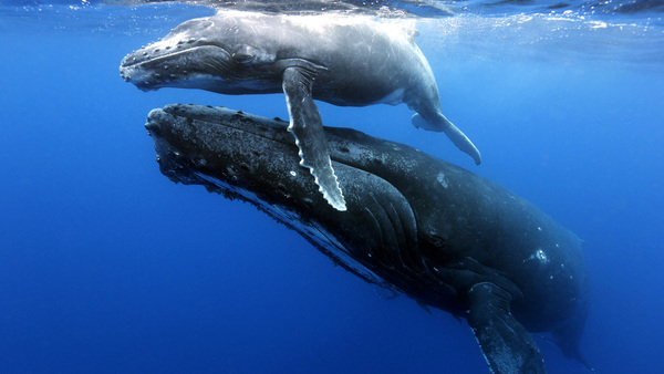 Global momentum carries High Seas Treaty to historic entry into force