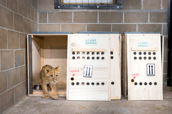 lion cubs rescued from Ukraine arrive at sanctuary in the United States